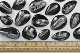 Polished Orthoceras Fossil from Morocco - Small